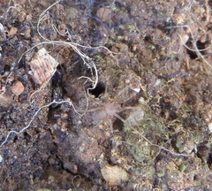 Loxosceles rufescens