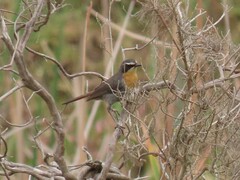 Cossypha caffra caffra