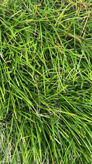 Ophiopogoneae