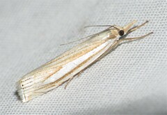 Crambus laqueatellus