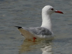 Chroicocephalus genei