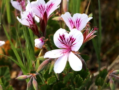 Pelargonium betulinum