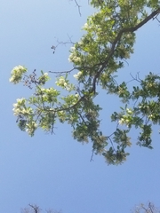 Gleditsia triacanthos