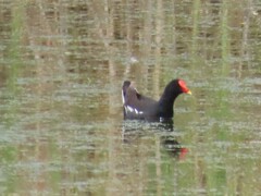 Gallinula chloropus meridionalis