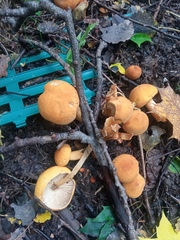 Cystoderma
