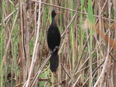 Microcarbo africanus africanus