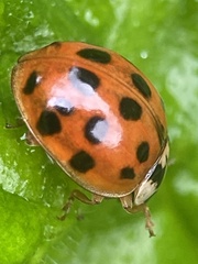 Harmonia axyridis