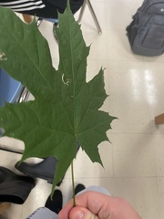 Acer saccharum