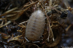 Lucasius andalusicus