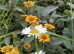 Lycaena