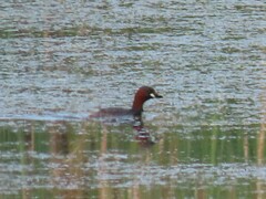 Tachybaptus ruficollis capensis