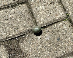 Poecile atricapillus