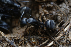Camponotus micans