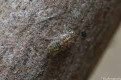 Psocidae