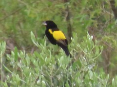 Euplectes capensis capensis