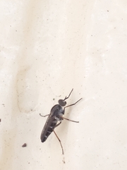 Ozodiceromyia