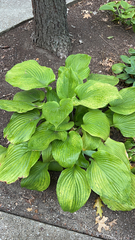 Hosta lancifolia