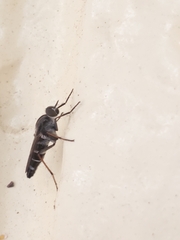 Ozodiceromyia