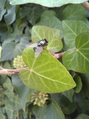 Neomyia cornicina