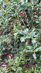 Ilex cornuta