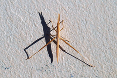Acrida turrita