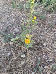 Grindelia ciliata