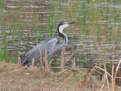 Ardea melanocephala