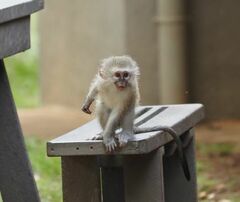 Chlorocebus pygerythrus