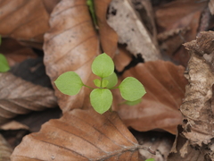 Moehringia trinervia