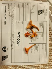 Cantharellus corallinus