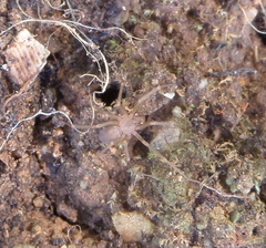 Loxosceles rufescens