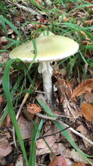 Amanita phalloides
