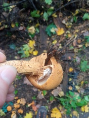 Cystoderma