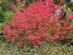 Cotinus coggygria