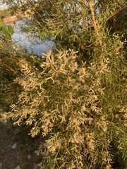 Baccharis neglecta