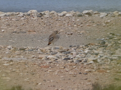 Burhinus oedicnemus