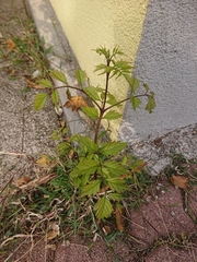 Campsis