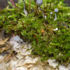 Mycena pseudocorticola