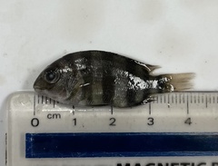 Archosargus probatocephalus