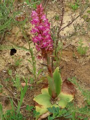 Satyrium erectum