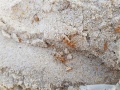 Eurynebria complanata