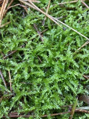 Eurhynchium angustirete