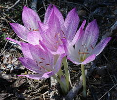 Colchicum bivonae