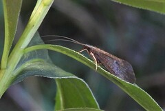 Hydrobiosidae