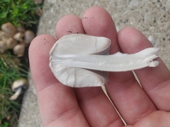 Coprinopsis atramentaria