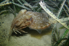 Sepia apama