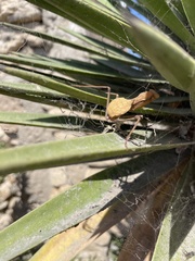 Sphodromantis viridis