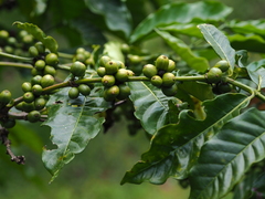 Coffea canephora