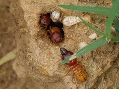 Microhodotermes viator