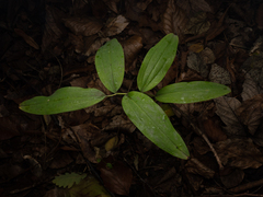 Polygonatum multiflorum